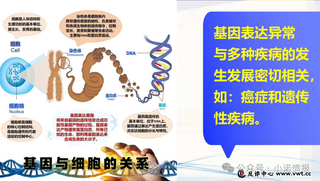 双迪小牛推广产品“茵诺.复春壹号复合多维特殊膳食片”涉嫌夸大宣传，一款食品能治疗多种疾病？